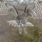 great-owl.jpg.0x545_q70_crop-scale.jpg