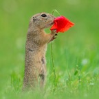 Squirrel-Hugging-Flower-SWNS.jpg