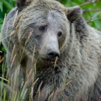 800px-Grizzly_Bear_Yellowstone.jpg