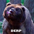 Derp-Bear.jpg
