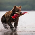 Fishing-Bear.jpg