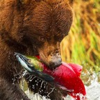 Fishing-Trip-Bear.jpg