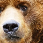 Grizzly-Bear-Face.jpg