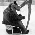 Harp-Bear.jpg