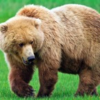 huge-brown-bear.jpg