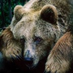Sad-Bear.jpg