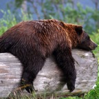 Sleepy-Bear2.jpg