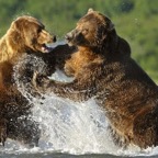 Splashing-Bears.jpg