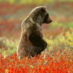 Standing-Bear.jpg