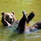 Swimming-Bear.jpg
