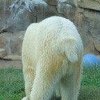 Do-Polar-Bears-Have-Tails-Polar-Bear-Tail.jpg