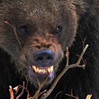 Angry-Bear.jpg