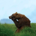 Thoughtful-bear.jpg
