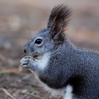 alberts-squirrel-aka-tassel-eared-bandelier-natl-momument.jpg