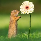 Squirrel-Hugging-Flower-2-SWNS.jpg