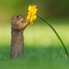 Squirrel-Hugging-Flower-4-SWNS.jpg