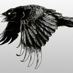ravenFlying-03.jpg