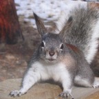 19-Abert Squirrel.JPG