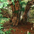800px-fortingall-yew-trunk.jpg