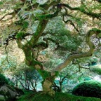 spiral-tree-athena-mckinzie.jpg